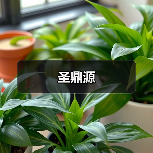 圣鼎源（图4）