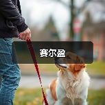赛尔盈（图2）