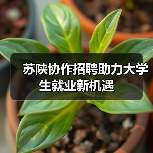 苏陕协作招聘助力大学生就业新机遇(图1) 苏陕协作招聘助力大学生就业新机遇(图1)